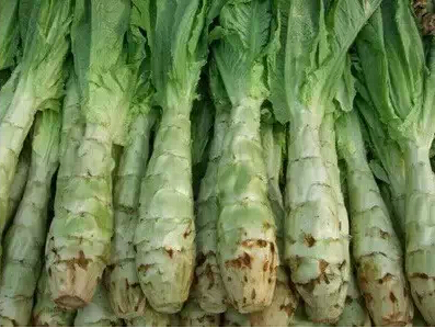 防癌霸王——莴笋