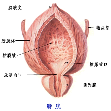 膀胱癌初期是什么症状?