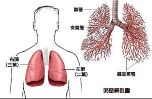 肺部有结节不等于肺癌前兆