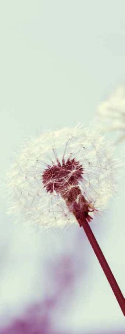 缓和医疗：肿瘤治疗从面对死亡从对抗到和解